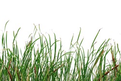 Long green grass and reeds isolated on white background with clipping path and copy space.