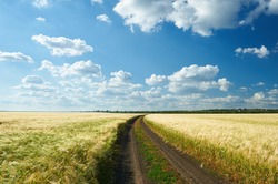 dirty road on wheat field and blue sky landscape