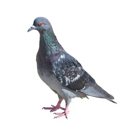 One grey pigeon isolated on white background