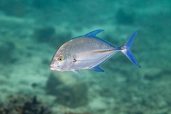 Bluefin trevally, Caranx melampygus, also known as the bluefin jack, bluefin kingfish, bluefinned crevalle, blue ulua, omilu and spotted trevally