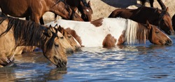 Wild horses of the Onaqui herd in Great Basin desert Utah, drinking at the waterhole on a hot summer day.