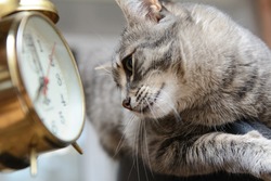 The cat looks at the dial of a vintage alarm clock. The concept is to Wake up on time