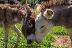 A beautiful pair of donkeys showing their affection for each other, power of animal love, free and happy donkeys.
