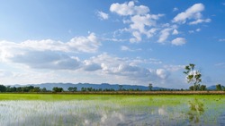 Wide angle scence of rice field front of mountain and blue sky with white clouds reflection on water