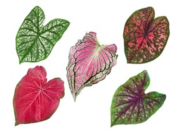 isolated caladium multicolor leaves red, brown and pink closeup texture with clipping path / beautiful and unique heart-shaped die cut of topical plant design or background