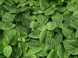 green leaves nature abstract background a high resolution closeup texture of nerve plant leaf or fittonia verschaffeltii a leafy indoor potted plant for ground cover crop and garden decoration