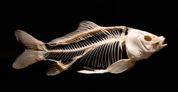 Skeleton of a carp fish isolated against a black background as part of a museum exhibit