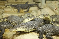 A lot of crocodiles lie and get food in the zoo behind glass. Crocodile farm. Breeding of crocodiles. Sharp crocodile teeth. Large predatory reptiles. Horizontal photo