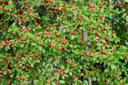 Cotoneaster Coral Beauty. Rounded evergreen shrub with small, glossy dark green leaves and small white flowers followed by orange-red berries