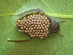 giant water bug carrying eggs on its back