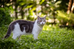 Scottish fold cat are standing in the garden with green grass. White kitten are looking something with blurred of green background in the morning.
