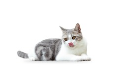Dicut of White Tabby cat licking lips waiting for food on white background. Scottish fold cat isolate on white background. White cat in studio.