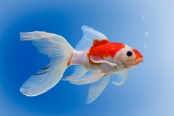 Gold fish with bubbles on blue background, white and red veiltail goldfish, carassius auratus