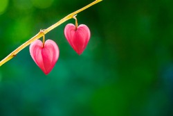 Two hearts of dicentra flower on green natural background, copy space