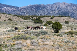Wild Mustangs Running Free in Western Utah