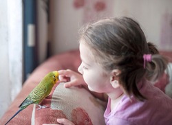Wavy parrot (Melopsittacus undulatus) on the pillow. Parrot next to a little girl. The yellow green parrot