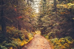 Wonderful autumn landscape. Empty road in orange pine tree forest. Amazing natural fall scenery. Wild area trail. Nature background. Travel, trekking, hiking, relax, adventure, lifestyle concept image