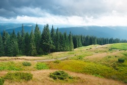 Carpathian mountains moody weather landscape. Green hill meadow, pine tree forest and cloudy sky. Amazing nature scenery in mountain valley. Beautiful nature landscape. Travel, adventure concept image