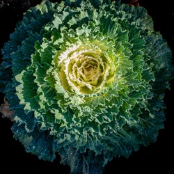 Large green and white flowering kale close square photo