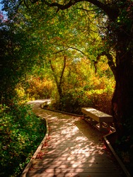 Curved Boardwalk with Bench under Tree Trucks in Autumn Woods