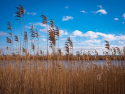 Cape Cod Winter Landscape with Tall Common Reeds over Marsh Land