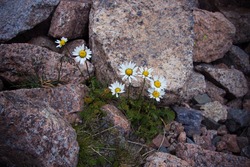Blooming yellow wild daisy or camomile on the rocks in Tien Shan mountains, Almaty, Kazakhstan 2016