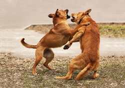 Two red dogs play a friend with a friend. Fight of two fighting dogs. Animals bite each other. Prohibited animal cruelty. Fights of gladiator dogs. The frantic behavior of the four-legged friends