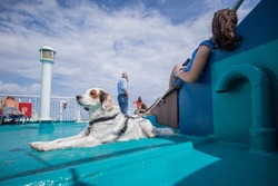 A small young white and brown dog sitting on a deck of a ferry with his owner resting mehind him. Dog lying down on a green or blue surface of a ship and waiting patiently.