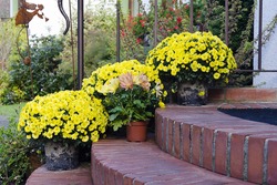 Chrysanthemums plants and flowers in pots on a doorstep leading to a garden or patio.