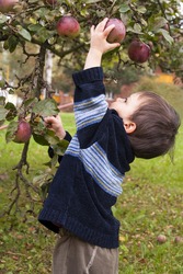 Small child picking a red apple from a tree.     