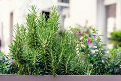 Fresh herbs, rosemary and others, growing in a pot on a window or balcony. 