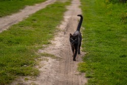 Black cat is walking outside. Close up view. Green grass around the country road.