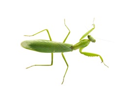 Mantid II - Free Stock Photo by trevor henry on Stockvault.net