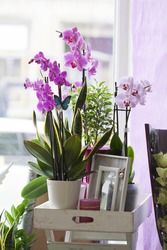 Orchid in pot in flower shop or market Orchid decoration tropical plants