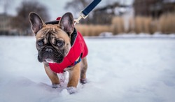 French bulldog walking in snow on leash 