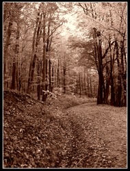 Abstract sepia photo of a hiking trail in the forest. Hiking adventure in austria.