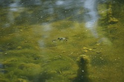 Small green frog sitting and swimming in pond