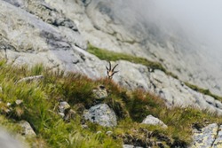 Chamois, Rupicapra rupicapra, on the green grass alpine meadow and rocky boulders. Wildlife animal with horns, Chamois. Alpine like landscape with chamois or mountain goat. Wild animals in the alps.
