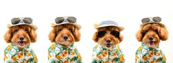 Expression faces of an adorable brown toy Poodle dog wears hat with sunglasses and Hawaii dress for summer season on white background.
