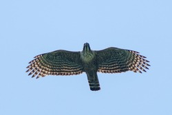 Adult Mountain hawk-eagle (Kumataka) is flying calmly overhead