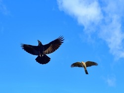 Male adult Sparrowhawk (Haitaka) is fighting with crow