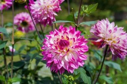 Dahlia with reddish purple gradation in full bloom is shining in the light