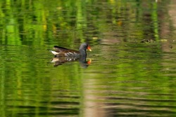 Adult Water hen (Ban) is swimming leisurely on the surface of the water that reflects the fresh green