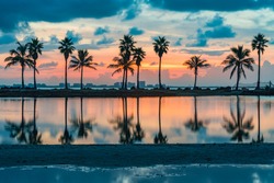 Palm tree reflections in water of atoll lake in the Atlantic Ocean in Miami Florida at sunrise 