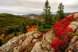 Vibrant fall colors at Acadia National Park near the peak of the mountain on an overcast day with bright red orange and yellow colors in the trees and strong foreground interest of three trees