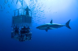 White shark, cage / great white shark swims around the cage