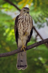 Shikra - Surajpur Bird Sanctuary - Shikra (Accipiter badius badius) bird sitting in tree branch with one leg 