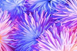Closeup photo of chrysanthemum bouquet. Abstract floral background
