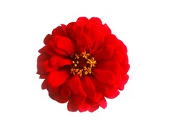 Red Flower Isolated on White Background,Zinnia.