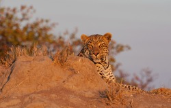 

Leopard lying on termite mount and heating up in sunset in the Kruger National Park, South Africa